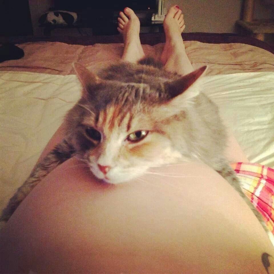 A cat cuddling against a person resting in bed
